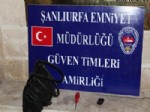 FUZULİ - Araçların Camını Kırıp Çanta Çalan Hırsız Yakalandı