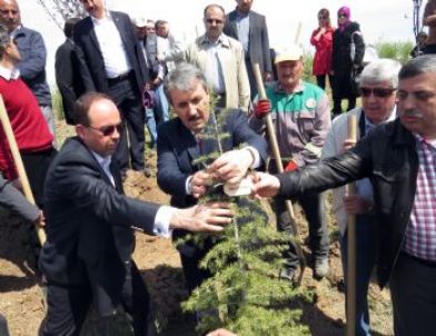 Merhum Yazıcıoğlu İçin Hatıra Ormanı