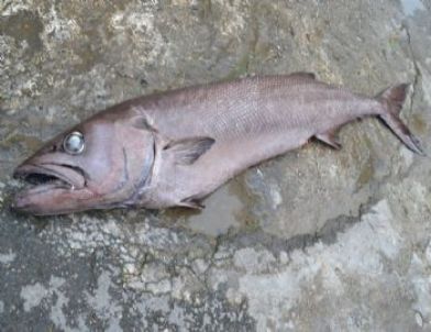 Bozyazı'da Cinsi Bilinmeyen Bir Balık Ağlara Takıldı