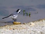 MEHMET AKIF ERSOY ÜNIVERSITESI - Taraklı'daki Kuşların Rota, Tür ve Sayıları Hakkında Çalışma Yapılıyor