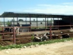 ADALA - Süt Sığırcılığı Kursiyerleri Sınava Girdi