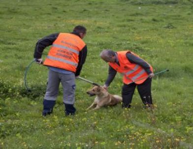 Sultanbeyli’de Köpek Operasyonu
