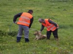 Sultanbeyli’de Köpek Operasyonu