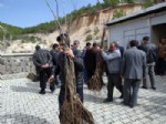 KARAMANCA - Şaphane'de 18 Çiftçiye Bin Adet Fernor Cinsi Aşılı Ceviz Fidanı Dağıtıldı