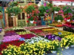 FİLARMONİ ORKESTRASI - Bayındır Çiçek Festivali’ne 800 Bin Kişi Bekleniyor