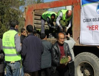 Çubuk'ta Ücretsiz 8 Bin Fidan Dağıtıldı