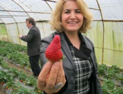 Trabzon’da Çilek Hasadı Sürüyor