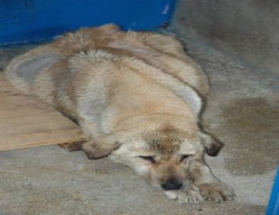 Ödem Hastası Köpeğin Karnında 45 Litre Su Olduğu Anlaşıldı