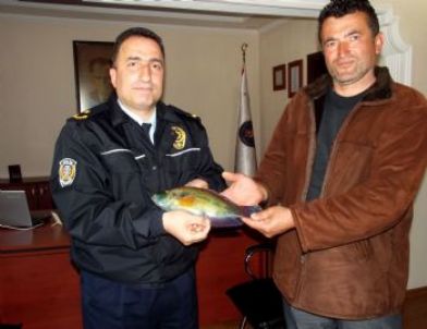 Tirebolu'da Ağlara Takılan Bordo-mavi Balık Şaşırttı