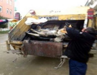 Sinop'ta Köpek Katliamı İddiası