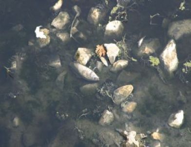 Başkan Ülgür, Küçük Menderes'i Kirletenlerin Açıklanmasını İstedi