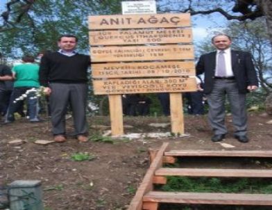 Gökçebey’deki Anıt Ağacın İlk Ziyaretçisi Öğrenciler Oldu