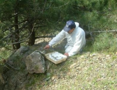 Laboratuvar Böcekleri Ormanlara Salınıyor