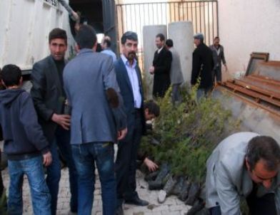 Diyadin'de Fidan Dağıtımı