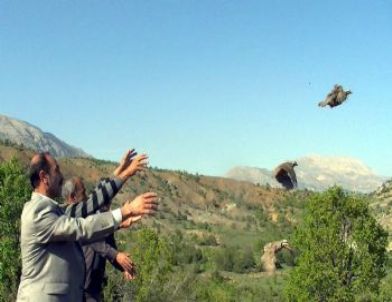 Gölbaşı İlçesinde Doğaya 150 Adet Kınalı Keklik Bırakıldı