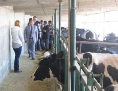 Köylüler Gebe Düvelerine Kavuştu