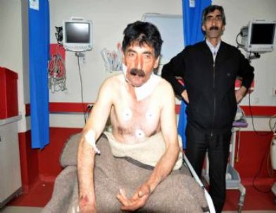 Muş'ta Aç Kurtlar 5 Kişiyi Yaraladı