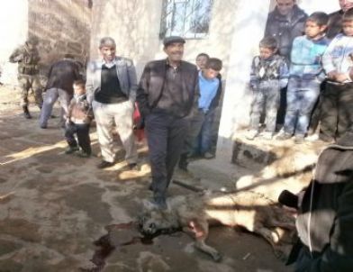 Muş'ta Aç Kurtlar Beldeye İndi: 5 Yaralı