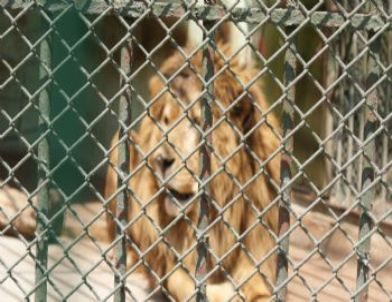 Aslan Baron'a Gaziantep'ten Eş Bulundu