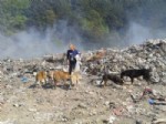 YAVRU KÖPEKLER - Çöplüğe Terk Edilen Sahipsiz Köpeklere Hayvanseverler Sahip Çıktı