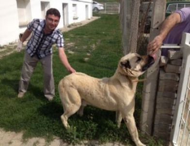 Kedi ve Köpeklere Kuduz Aşılaması