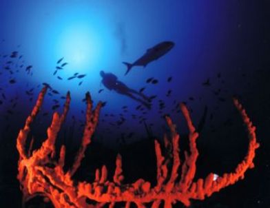 Ankaralılar “Sualtında Yaşam”a Davetli