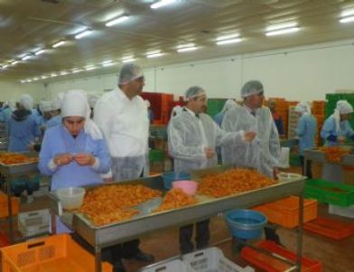 Öz'den Kayısı Tesisilerinde İnceleme