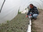BARBUNYA - Muğla’da Katma Değeri Yüksek Sebze Üretim Çalışmaları Başladı