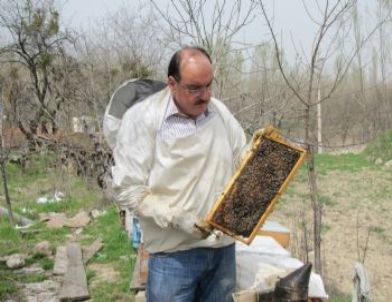 Bal Arılarında ve Kovanlarda İlkbahar Bakımı