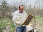 PROPOLIS - Bal Arılarında ve Kovanlarda İlkbahar Bakımı