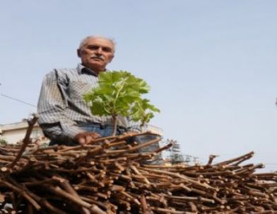 Sarıgöllü Çiftçi, Kaliteli Üzüm Çubuğu İçin Çiftlik Kurdu