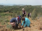 ÇALKAYA - 'Sorumluluk Bizde Platformu” Bin Fidan Dikti