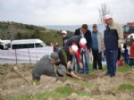 İBRAHIM DAŞÖZ - Vali Daşöz, Vergi Dairesi Personeliyle Uncubozköy’de Fidan Dikti