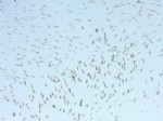 ALI KÜÇÜKAYDıN - Süzülen Göçmen Kuşlar Gözlem Günü