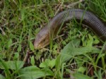 DOĞA FOTOĞRAFÇISI - Yılan Zannedilip Öldürülen Ayaksız Kertenkelelerin Nesli Tehlike Altında