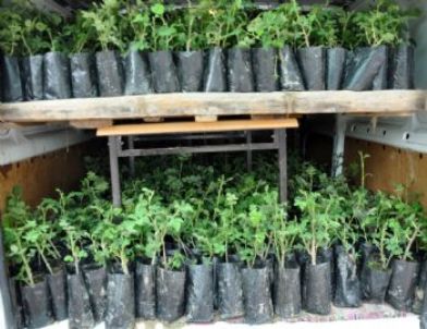 Topkapı Sarayı Gül Kokacak