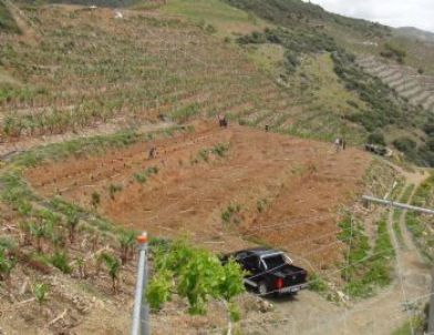 Türkiye’nin İlk Tropikal Meyve Bahçesi Kuruldu