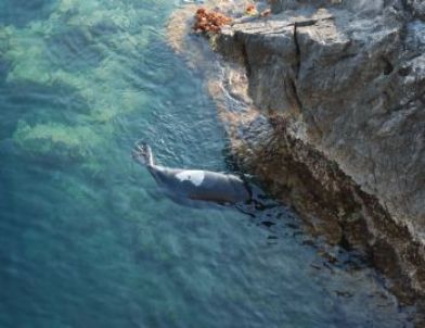 Akdeniz Foku Duman’ı Tüfekle Öldürdüler