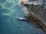 Akdeniz Foku Duman’ı Tüfekle Öldürdüler