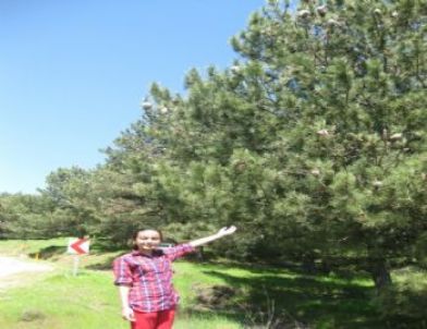 Çam Kese Böceği Ormanları Tehdit Ediyor