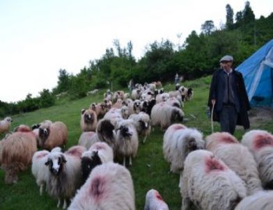 Çobanların Yayla Yolculuğu Başladı