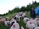 Çobanların Yayla Yolculuğu Başladı