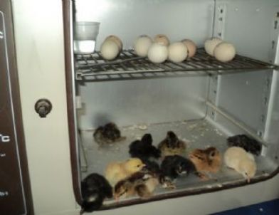 Tavuk Çiftliği Gibi Okul Laboratuarı