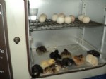 DEVE KUŞU YUMURTASI - Tavuk Çiftliği Gibi Okul Laboratuarı
