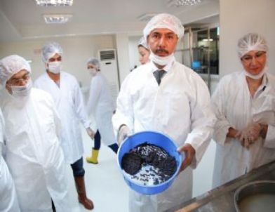 Türkiye’nin İlk Ticari Amaçlı Havyarı Adana’da Üretildi