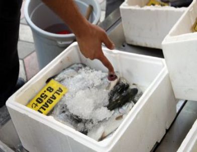 Sincan Belediyesi, İlçedeki Balık Satış Noktalarını Denetledi