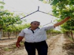 ÜZÜM BAĞI - Girişimci Bağcı, Üzümlerini Doludan Kurtardı