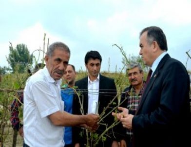 Üzümcününün Dostu Akçay, Sarıgöl ve Alaşehir’deki Üzüm Üreticisini Yalnız Bırakmadı
