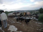 ÇETE LİDERİ - Tarsus’ta Hayvan Hırsızlarına Operasyon