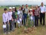 ÇUKURHISAR - Tepebaşı Belediyesi’nin Ağaçlandırma Çalışmaları